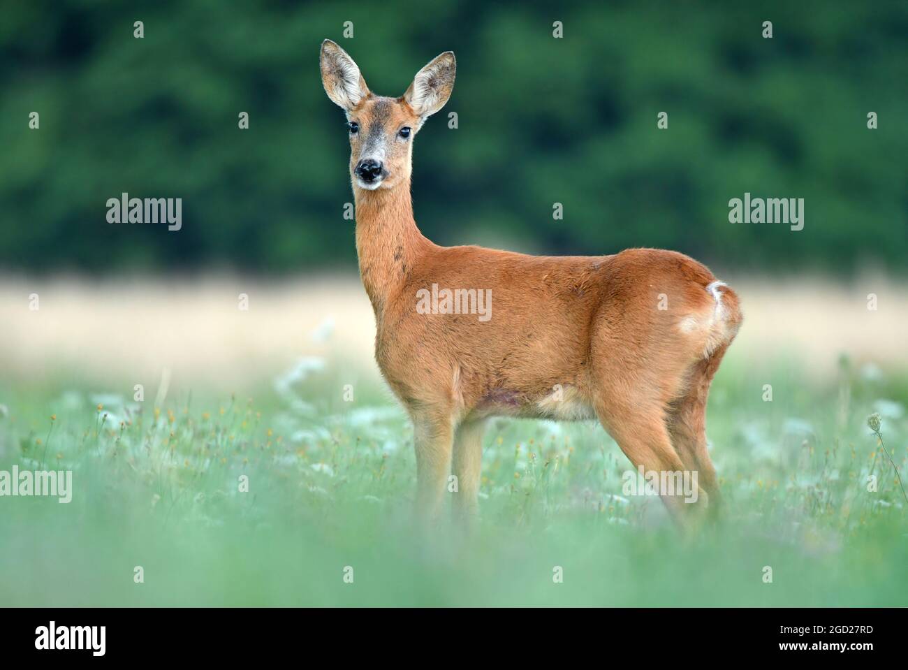Capriolo femminile selvaggio in piedi in erba Foto Stock