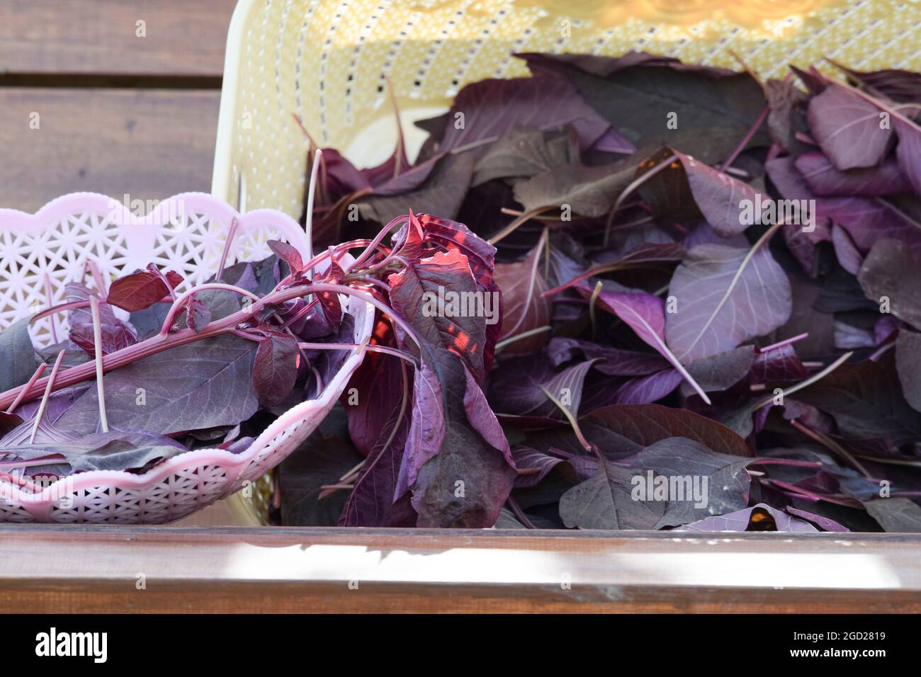 Cestino di verdure a foglia di spinaci rossi biologici. Raccolto a mano cresciuto in India Asia. Foto Stock