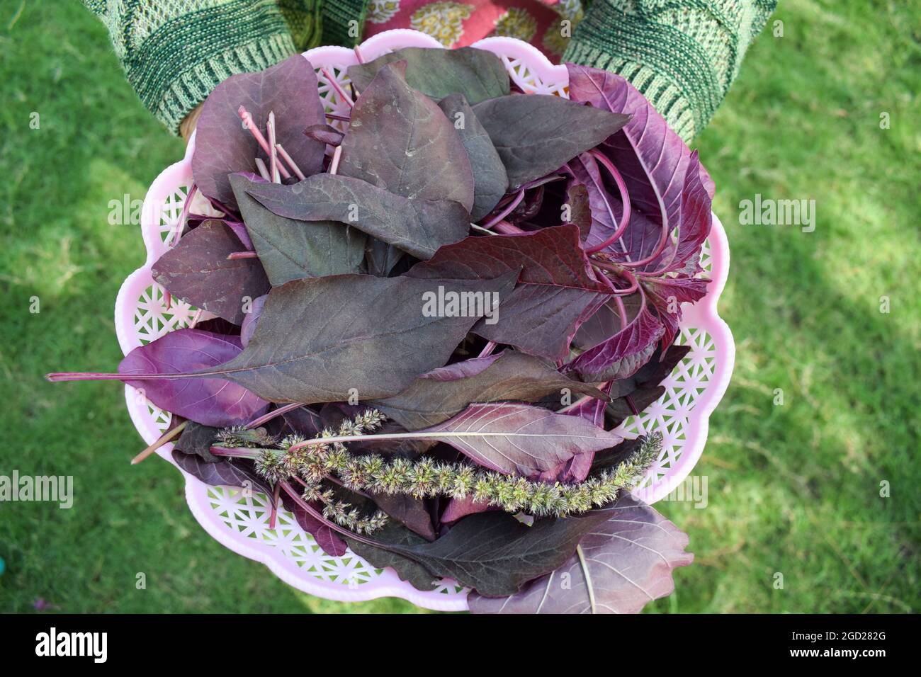 Cesto di contenimento femminile pieno di verdure a foglia di spinaci rossi organici. Raccolto a mano cresciuto in India Asia. Foto Stock