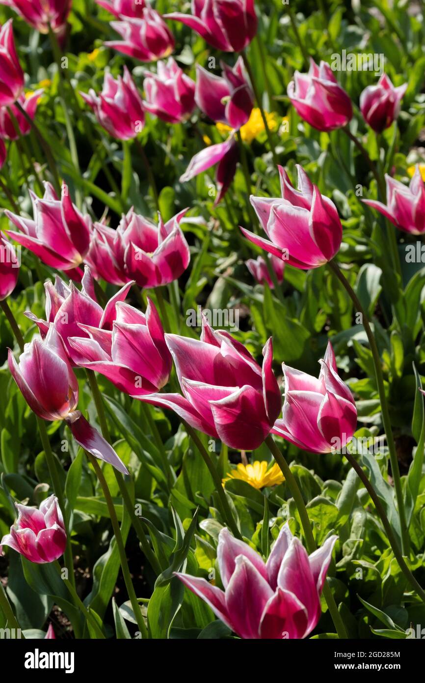 Tulipani bianchi e magenta che crescono nei giardini di Trenance a Newquay in Cornovaglia. Foto Stock