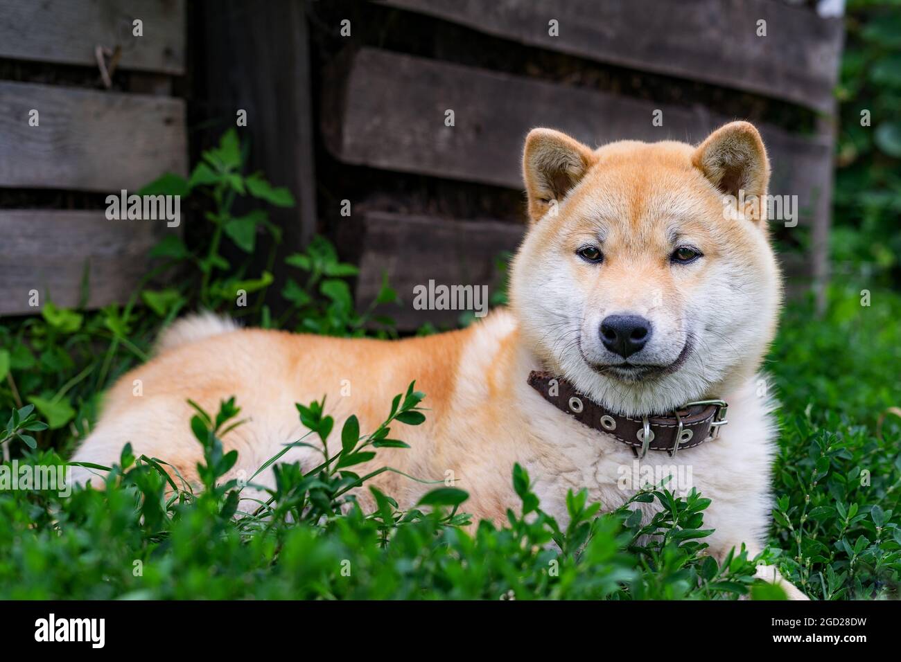 Un cucciolo di Shiba Inu è sdraiato nell'erba vicino ad un vecchio capannone di legno. Vista ravvicinata. Spazio per il testo. Foto Stock
