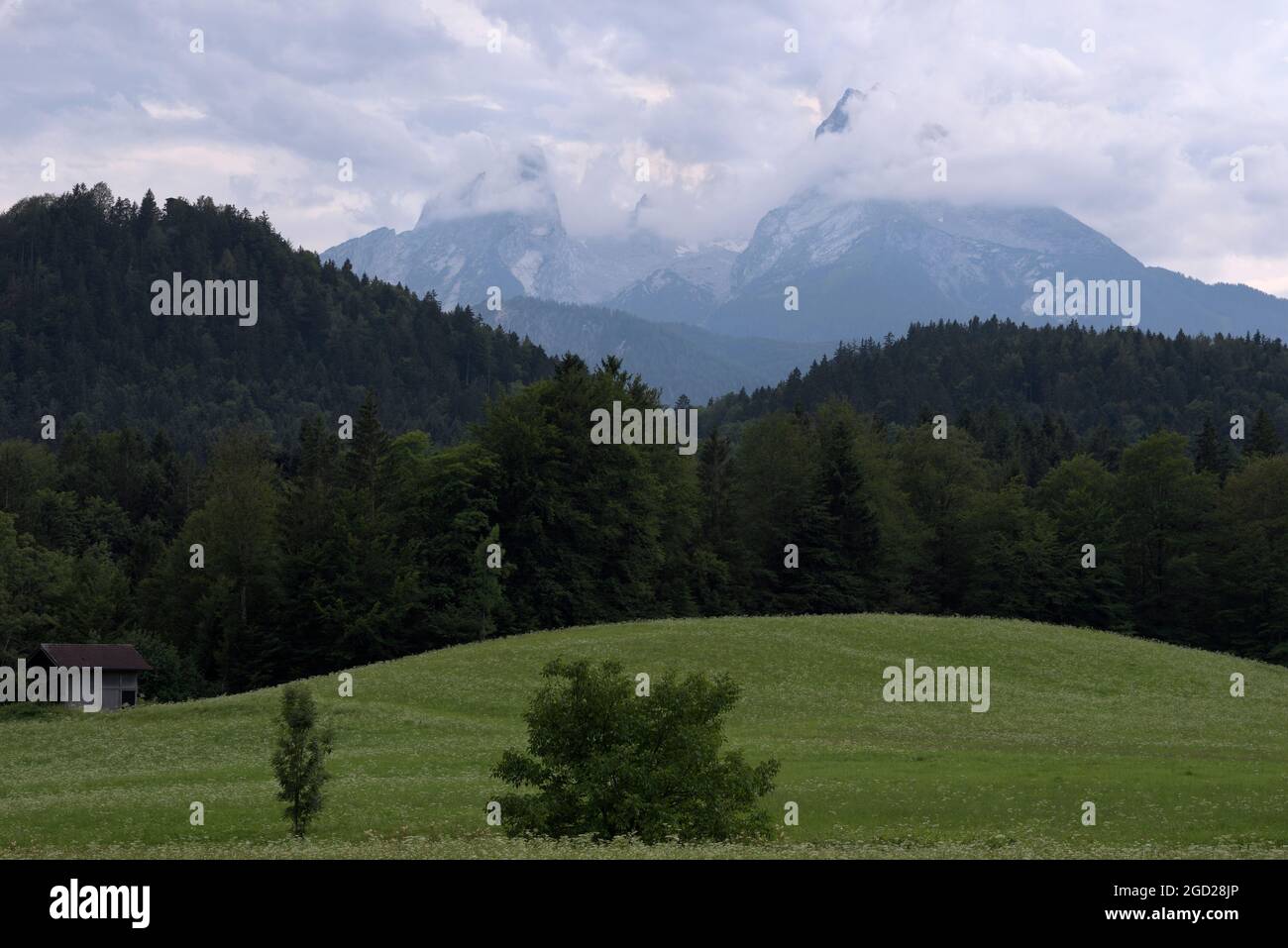 Prato verde con fiori selvatici e vista sul massiccio montano di Watzmann circondato da nuvole, Berchtesgaden, Baviera, Germania Foto Stock