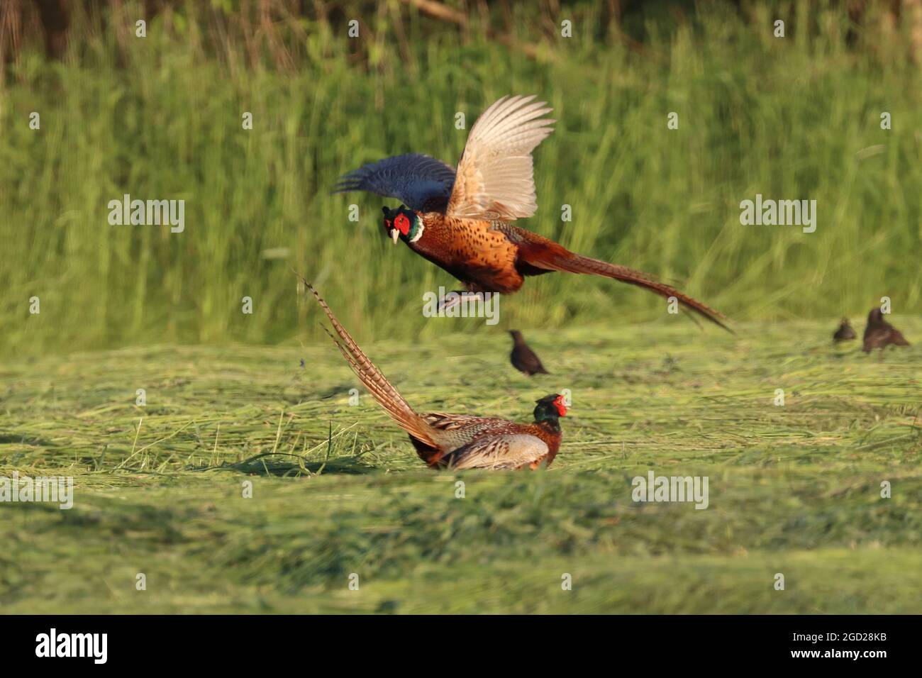 Primo piano di due comuni fagiani che combattono sul campo Foto Stock