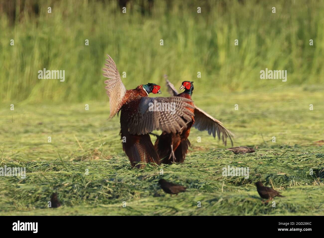Primo piano di due comuni fagiani che combattono sul campo Foto Stock