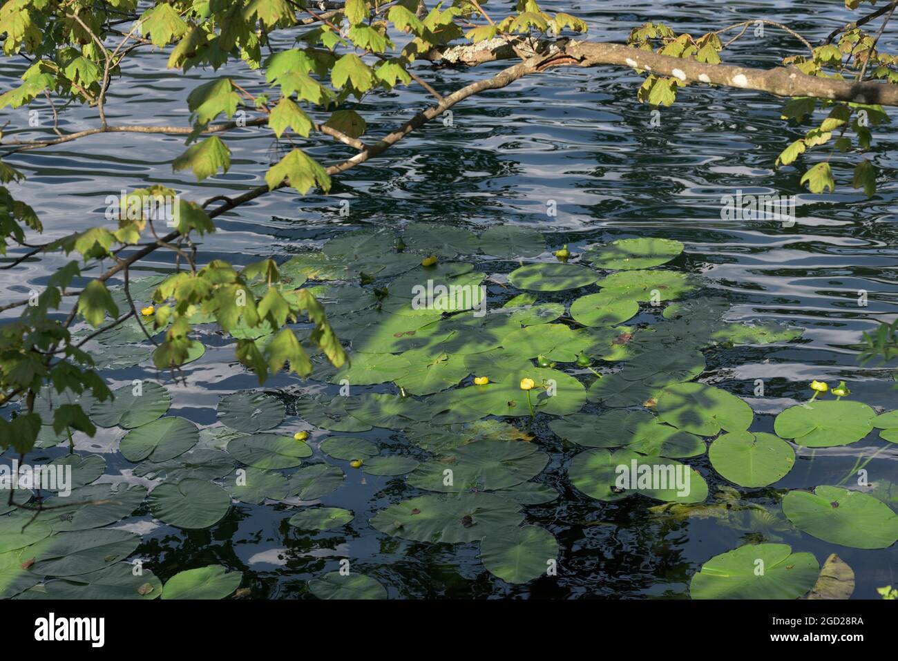 Nuphar giallo con grandi foglie verdi sul lago Thumsee, Bad Reichenhall, Baviera, Germania Foto Stock