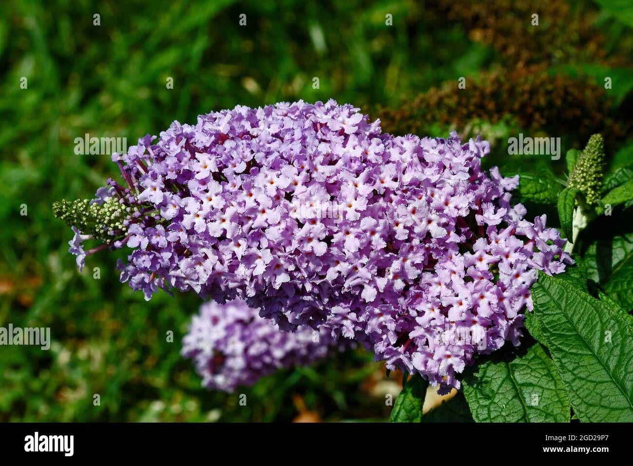 Fiori di lavanda, lilla, farfalla di nani, ametista Pugster, fiore coltivato, arbusto, fragrante, natura, primo piano Foto Stock