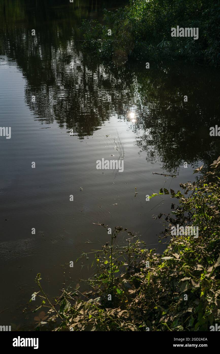 Sole sulla superficie liscia di un lago in una foresta Foto Stock