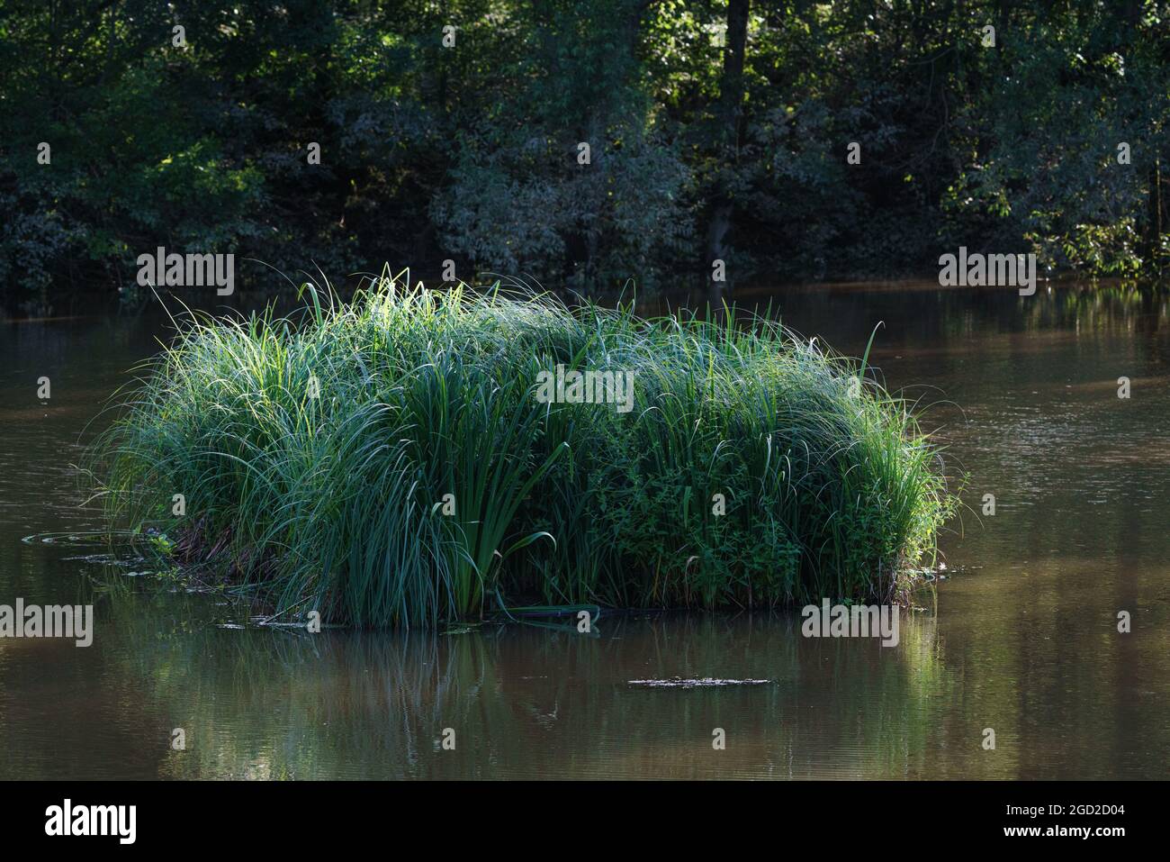 Un'isola di Rreed in un piccolo lago. Foto Stock