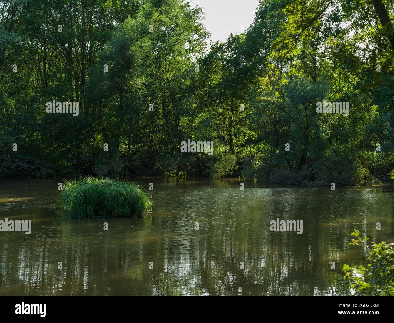 Canne su un piccolo lago nella foresta. Foto Stock