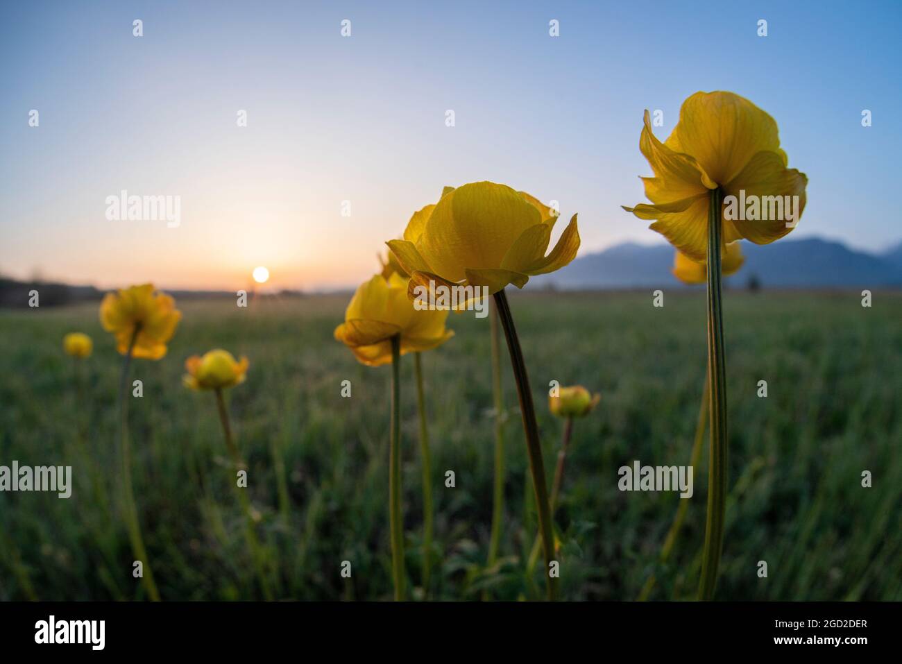 Botanica, globeflower (Trollius europaeus), globeflowers in Murnau Moss, Baviera, Germania, DIRITTI-AGGIUNTIVI-INFORMAZIONI-DI-AUTORIZZAZIONE-NON-DISPONIBILI Foto Stock