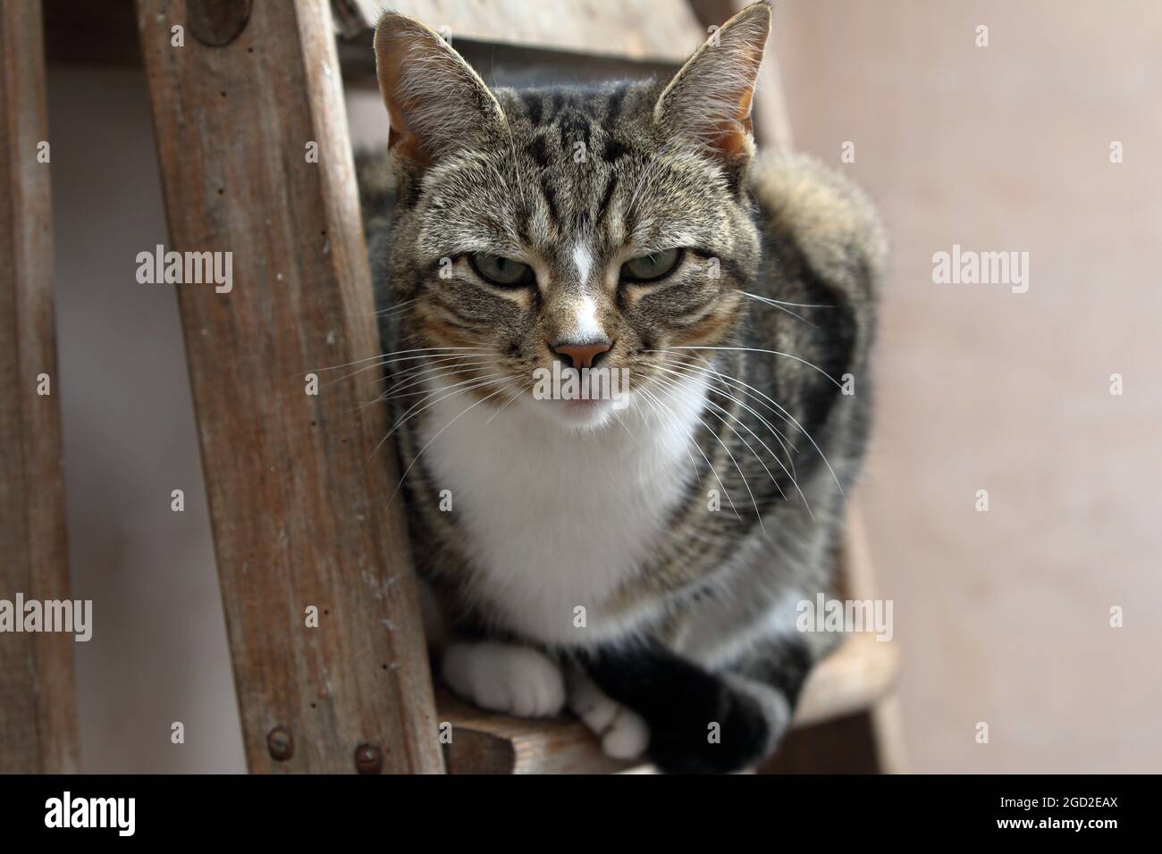 Carino gatto sedette su una scala guardando verso la macchina fotografica Foto Stock