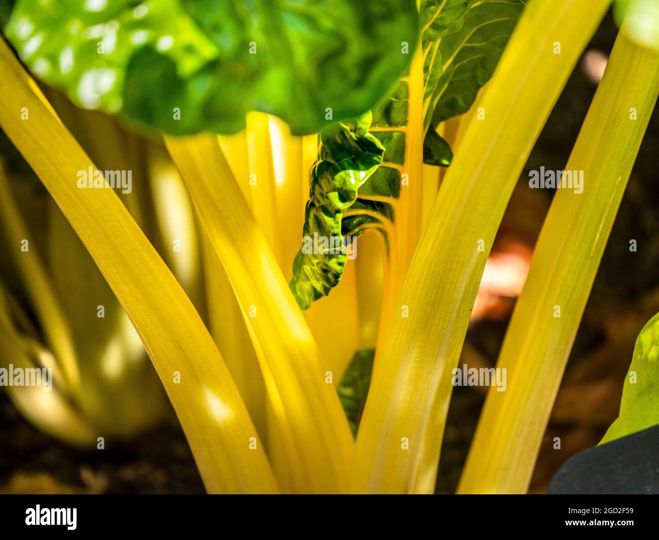 Swiss chard Yellow Chard 'BRIGHT LIGHTS' Beta vulgaris (Leaf Beetet Group) 'Bright Lights'. Chard svizzero. Annuale. Amaranthaceae. Sole estivo, Foto Stock