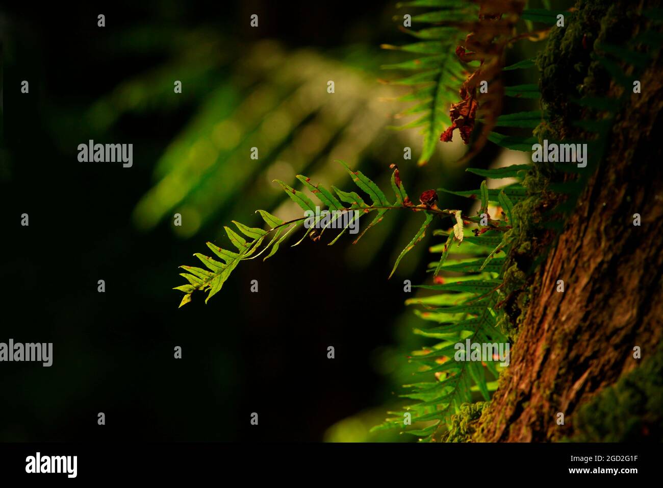 Un'immagine esterna di una foresta pluviale del Pacifico nord-occidentale con alberi di tasso del Pacifico Foto Stock