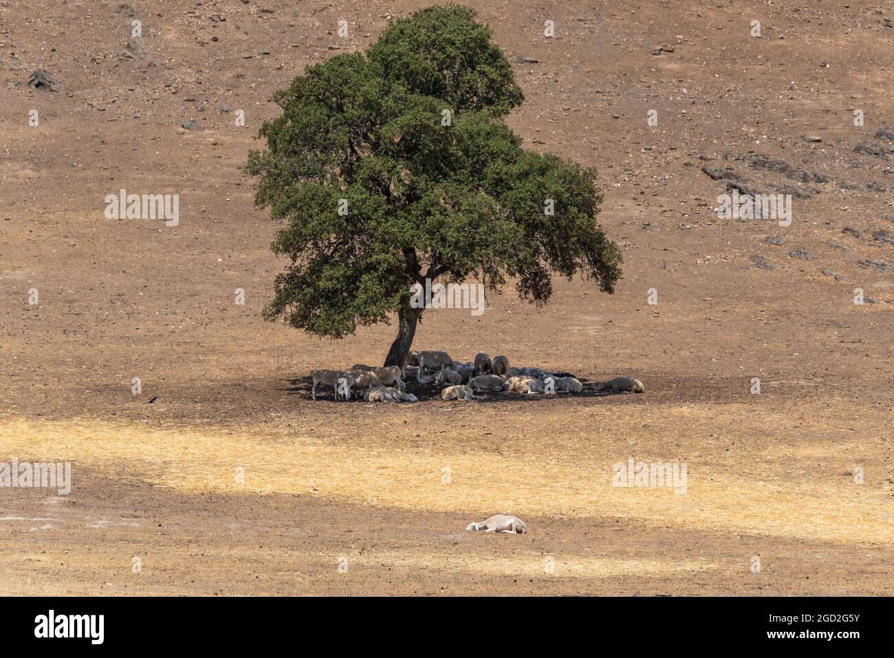 Gregge di pecore sotto l'ombra di un albero che ripara dal sole di mezzogiorno, e una pecora che giace al sole pieno. Foto Stock