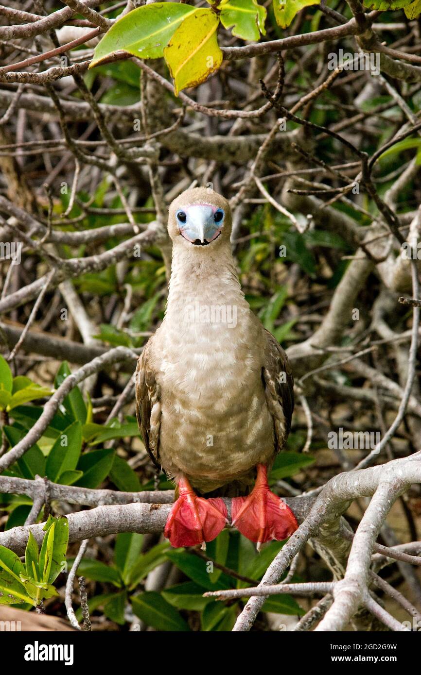 Boobie a piedi rossi su un ramo nelle isole Galapagos Foto Stock