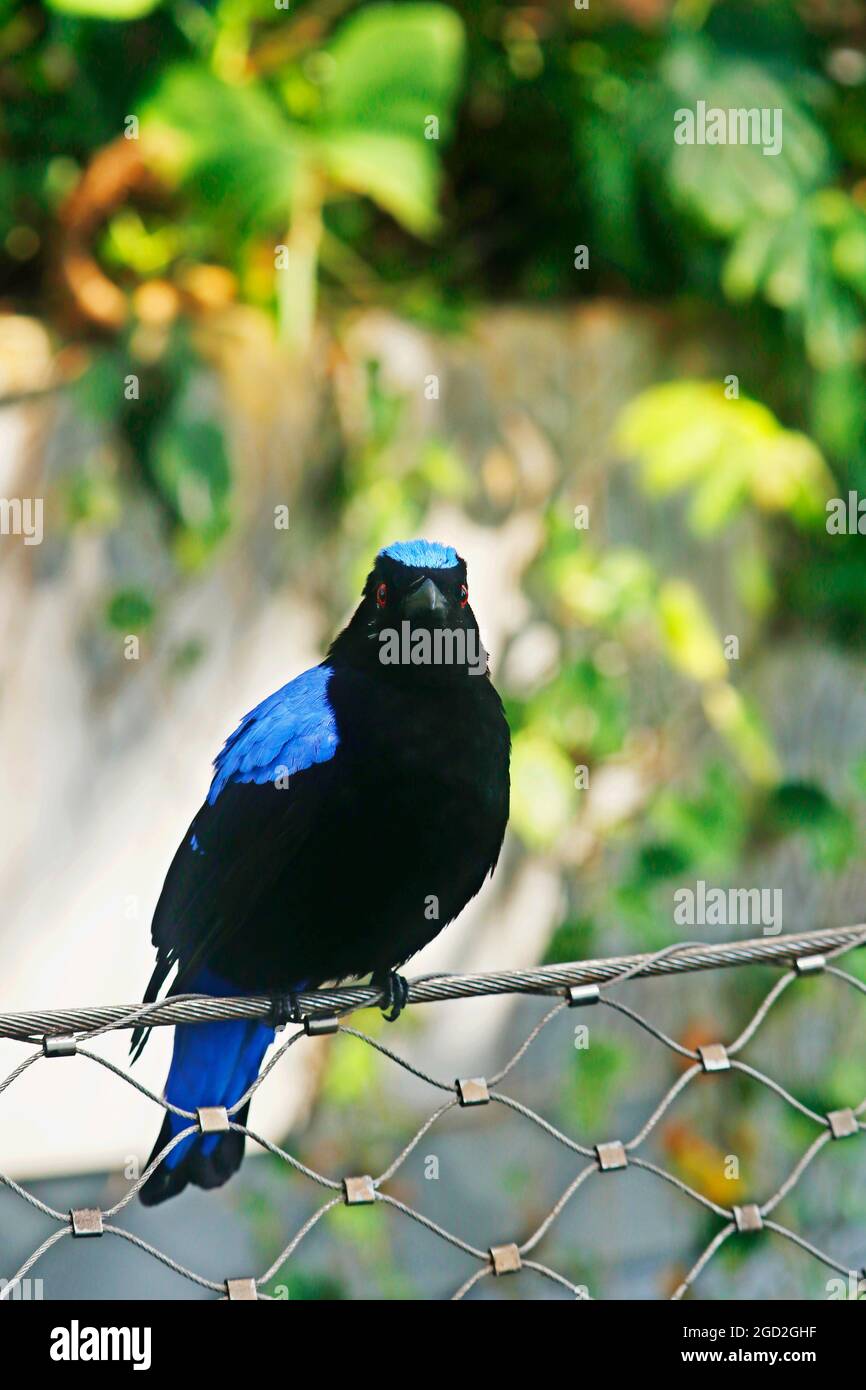 Fata asiatica-bluebird (Irena puella) in primo piano Foto Stock