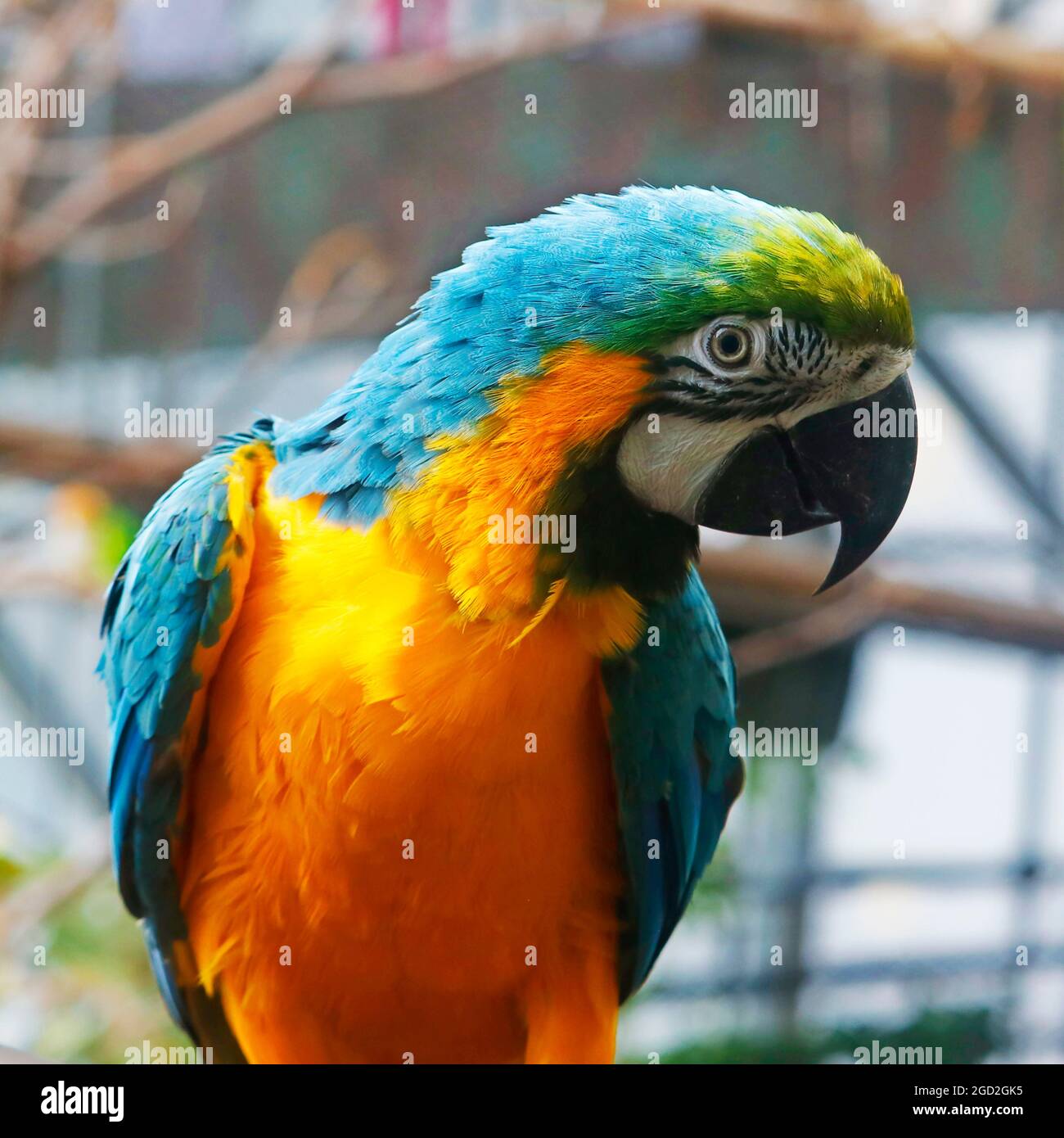 Il macaw blu e giallo, conosciuto anche come il macaw blu e oro Foto Stock