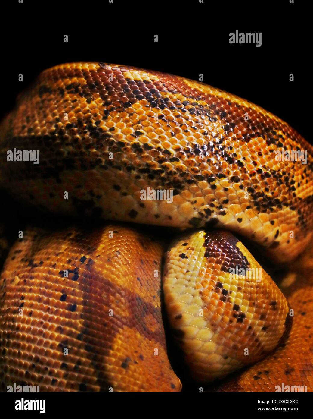 python o boa serpente corpo in primo piano con sfondo nero Foto Stock