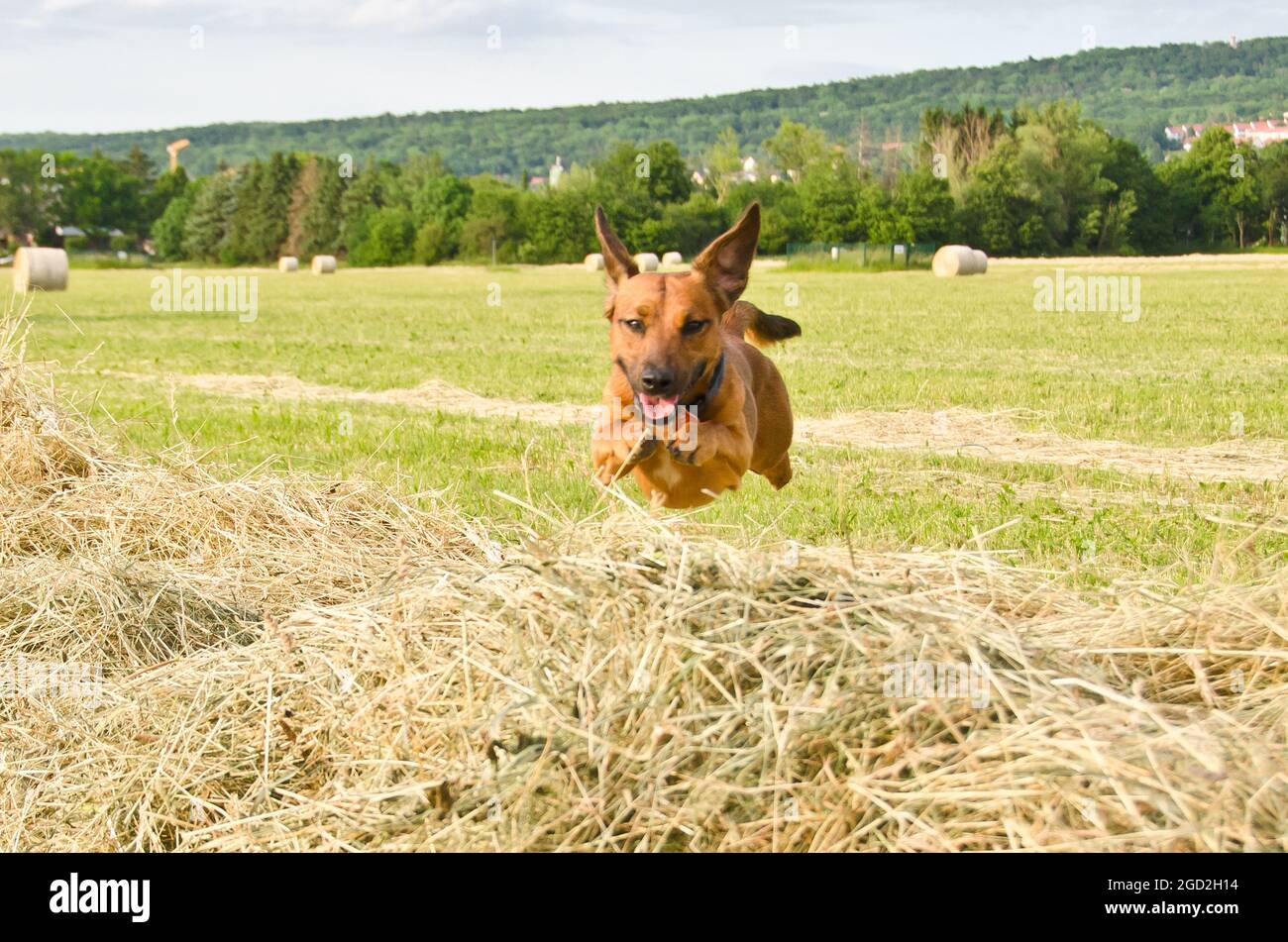 un simpatico cucciolo marrone sta correndo e giocando nel parco Foto Stock