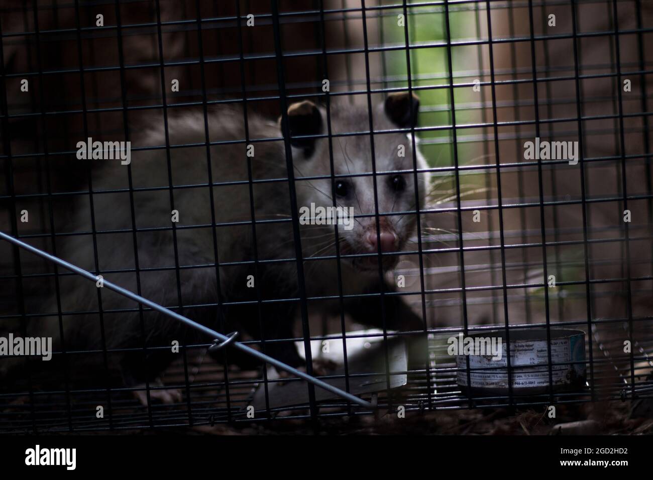 Opossum catturato in gabbia sotto controllo di peste. Cattura e riposizionamento di animali selvatici. Foto Stock