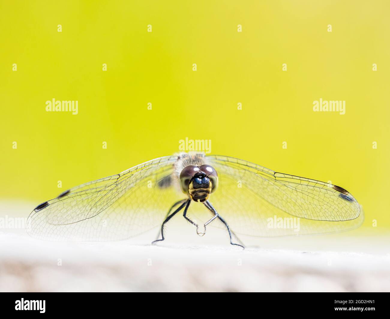 Aberystwyth, Ceredigion, Galles, Regno Unito. 10 agosto 2021. I dragonfly darter neri sono uno dei più piccoli dragonfly nel Regno Unito e hanno la fase più breve a base d'acqua del ciclo di vita di qualsiasi libellula. In una giornata calda a metà del Galles, i darter neri erano "kypointing" (alzando gli addome per ridurre l'esposizione ai raggi solari) e l'accoppiamento. Le uova giacciono dormienti per circa 10 mesi prima di schiudere, mangiare, sviluppare sott'acqua e poi assegare come adulti a metà estate il prossimo anno. Credit: Phil Jones/Alamy Live News Foto Stock