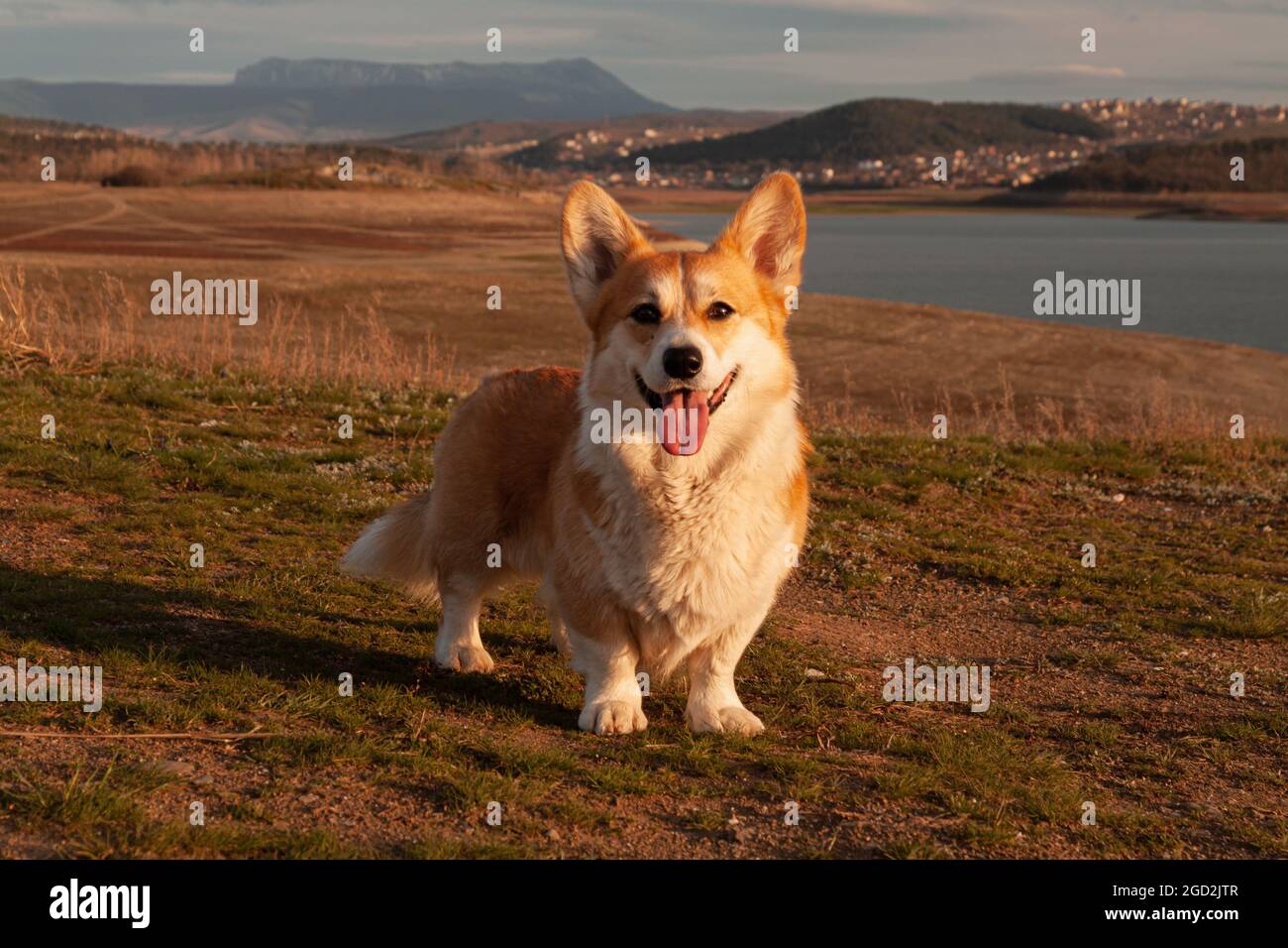Un carino pembroke welsh Corgi guarda e sorride alla telecamera sullo sfondo della montagna nella luce del tramonto. Escursioni in montagna Foto Stock