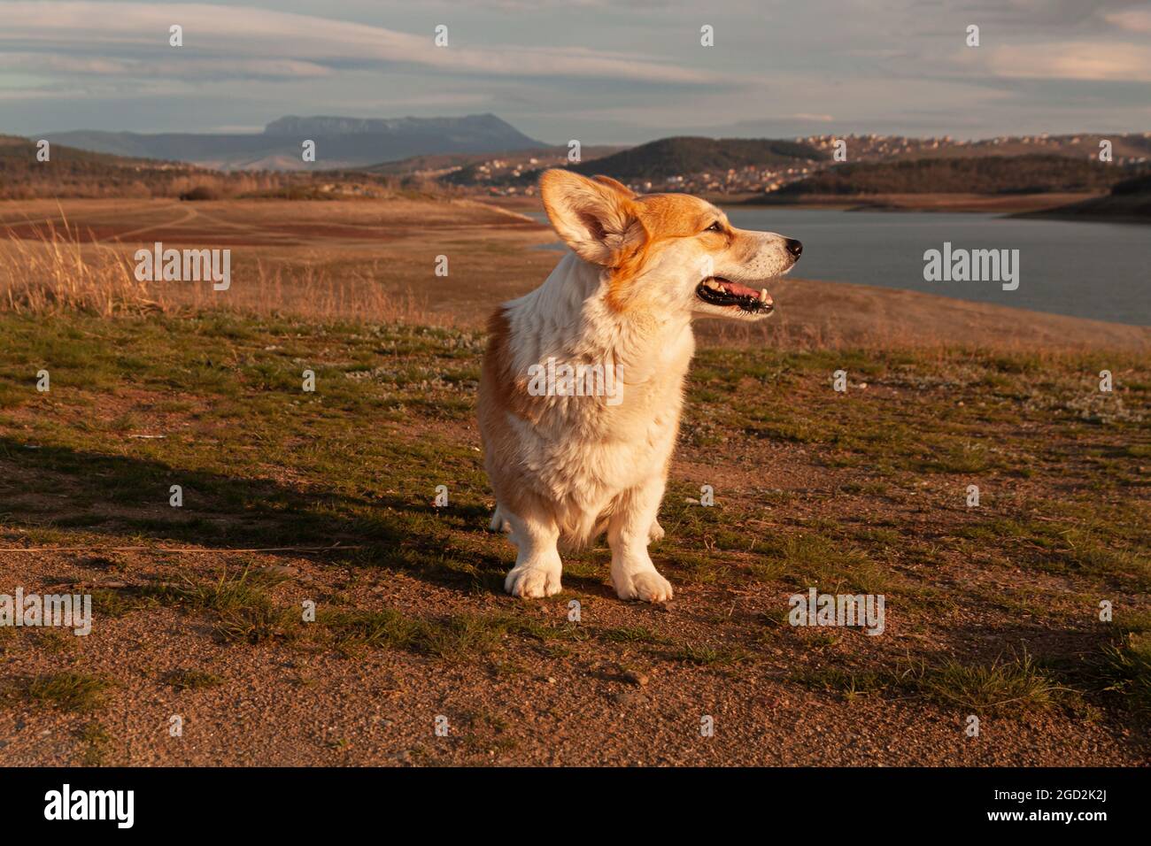 Un carino pembroke welsh Corgi guarda e sorride alla telecamera sullo sfondo della montagna nella luce del tramonto. Escursioni in montagna Foto Stock