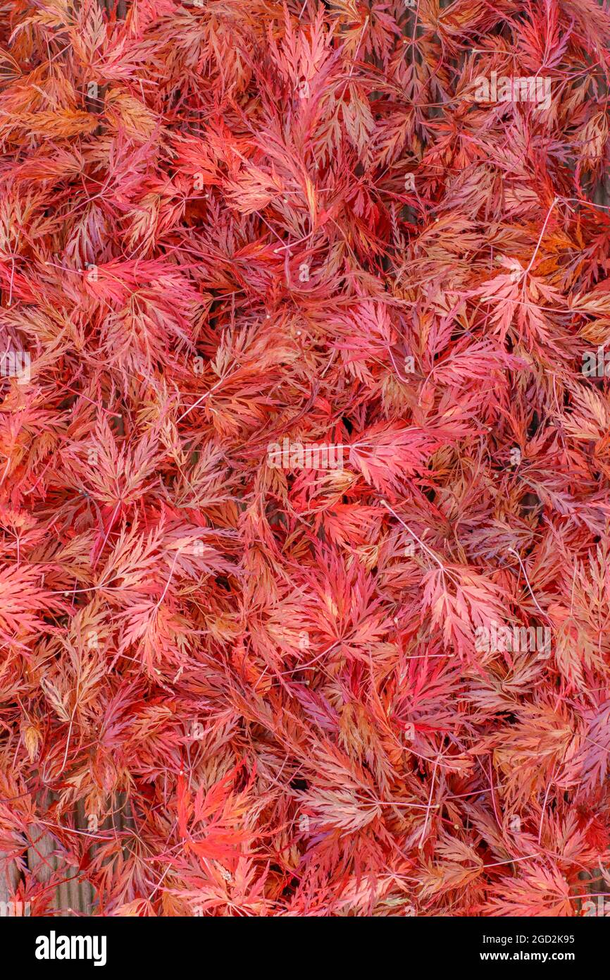 Foglie rosse d'autunno, bella estate indiana Foto Stock