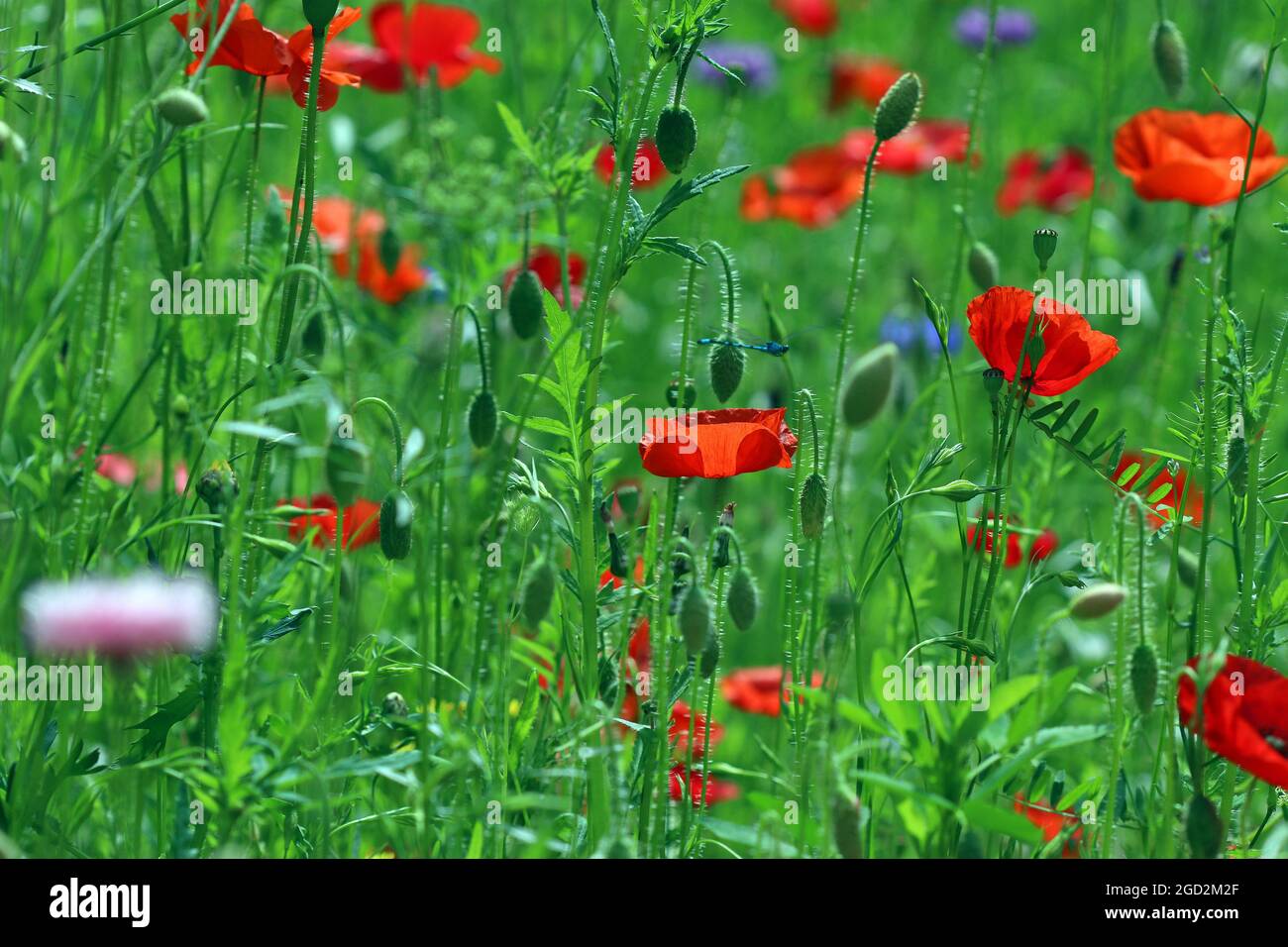 Papaveri rossi vividi in un giardino inglese di fiori selvatici in una giornata luminosa e soleggiata nel mese di luglio. Foto Stock