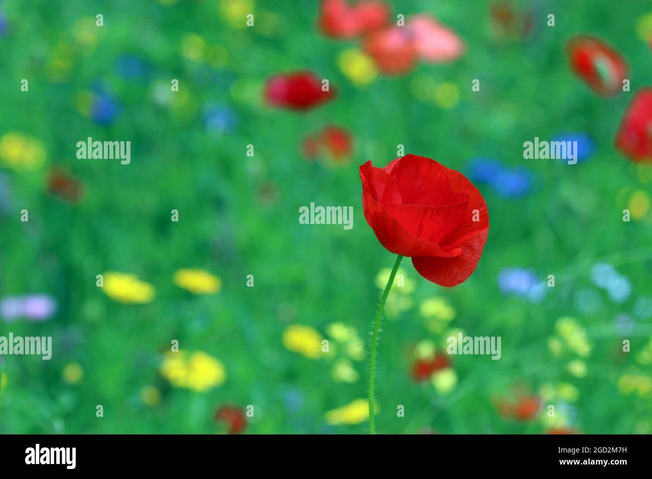 Un vivace papavero rosso in un giardino inglese di fiori selvatici in una giornata luminosa e soleggiata nel mese di luglio. Foto Stock