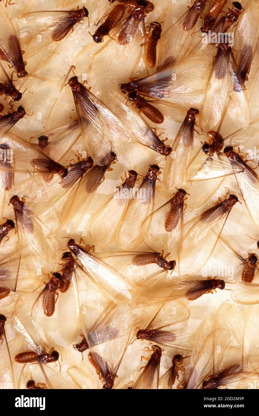 I termiti di Formosa, noti anche come sciarmeri, catturati su una trappola appiccicosa utilizzata per monitorare le popolazioni Foto Stock