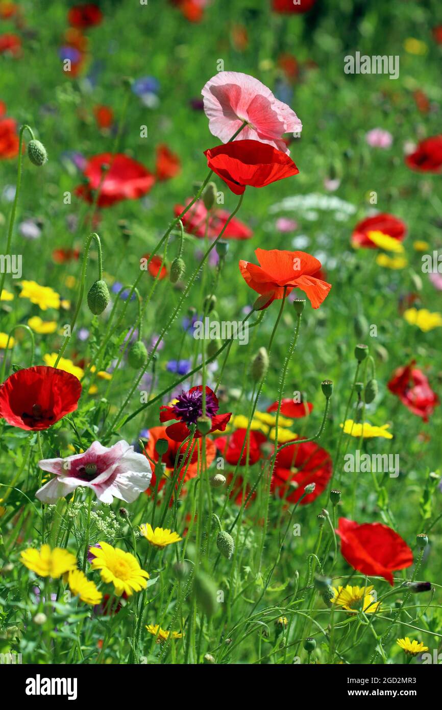 Vivace papavero rosso / papaveri in un prato inglese di fiori selvatici in una giornata luminosa e soleggiata nel mese di luglio. Foto Stock