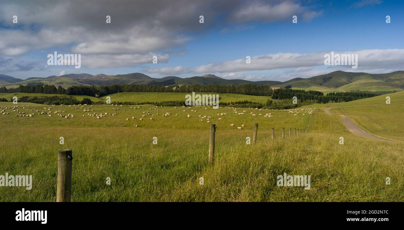 Pascolo di pecore in campo, Longridge Nord, Southland, Nuova Zelanda Foto Stock