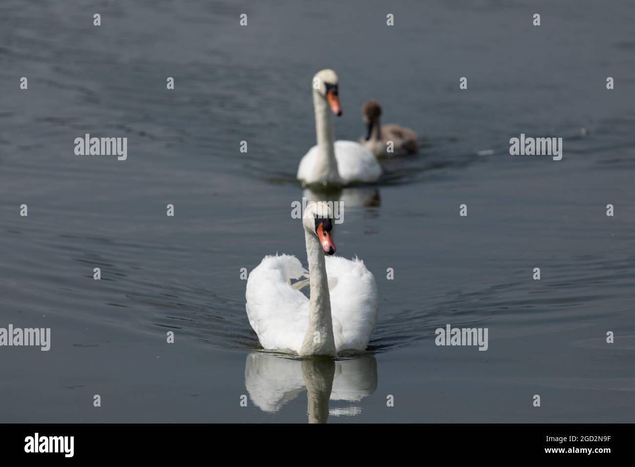 Due cigni muti adulti (Cygnus olor) nuotano con un cygnet al lago Llangorse, Pembrokeshire, Galles, Regno Unito. Foto Stock