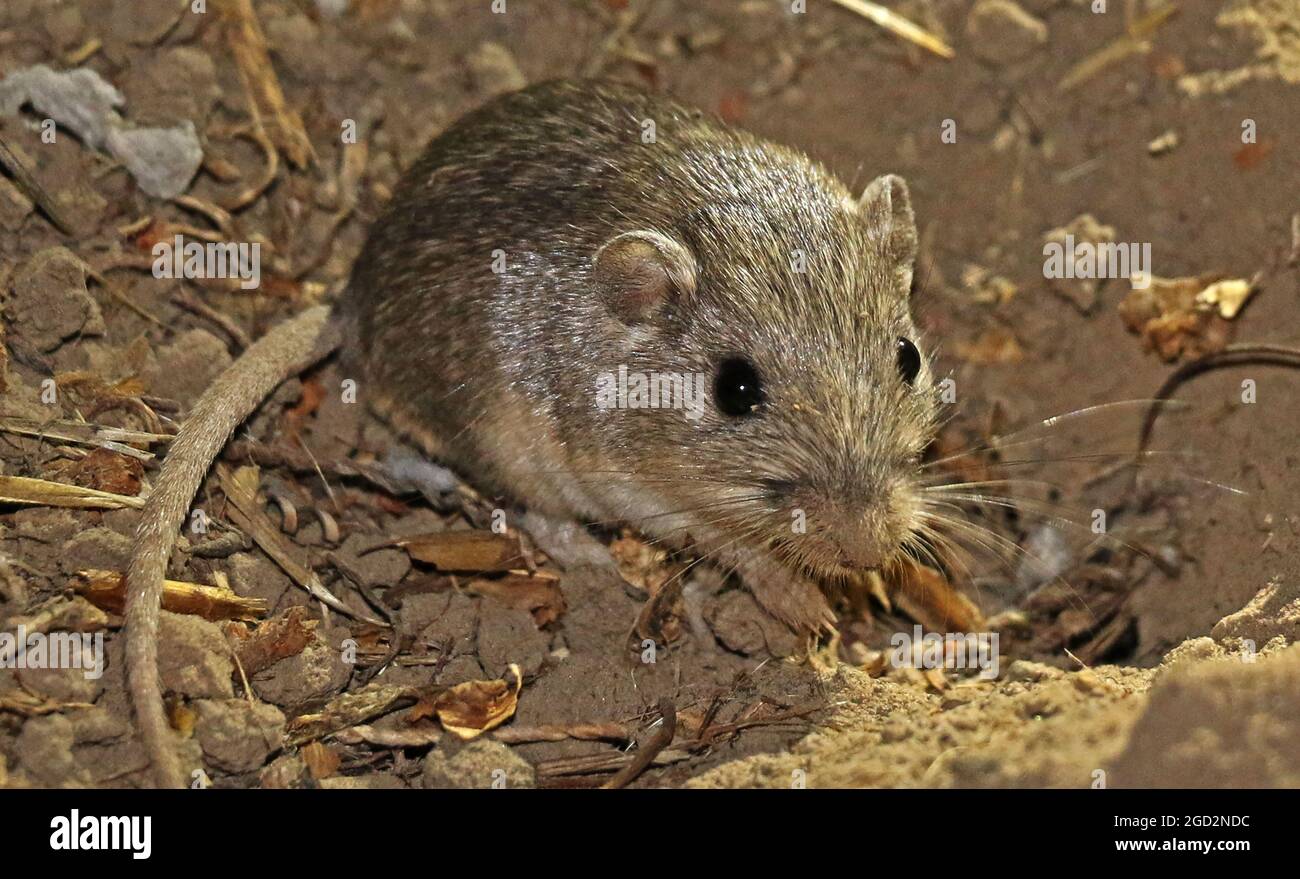 Pacific Pocket mouse in pericolo in una nuova casa ca. 5 luglio 2017 Foto Stock
