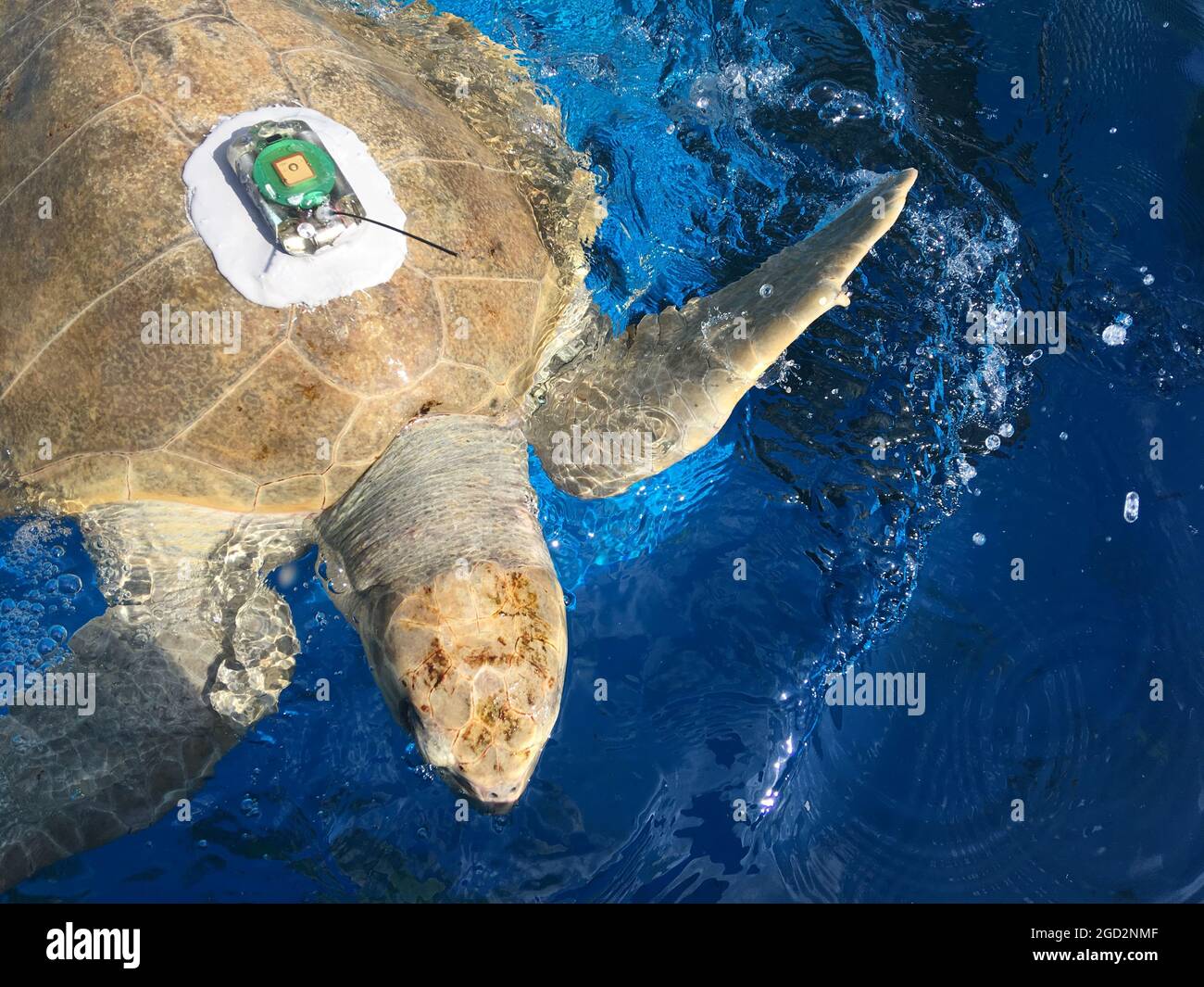 La tartaruga marina di olive ridley viene preppata per il rilascio ca. 8 settembre 2017 Foto Stock