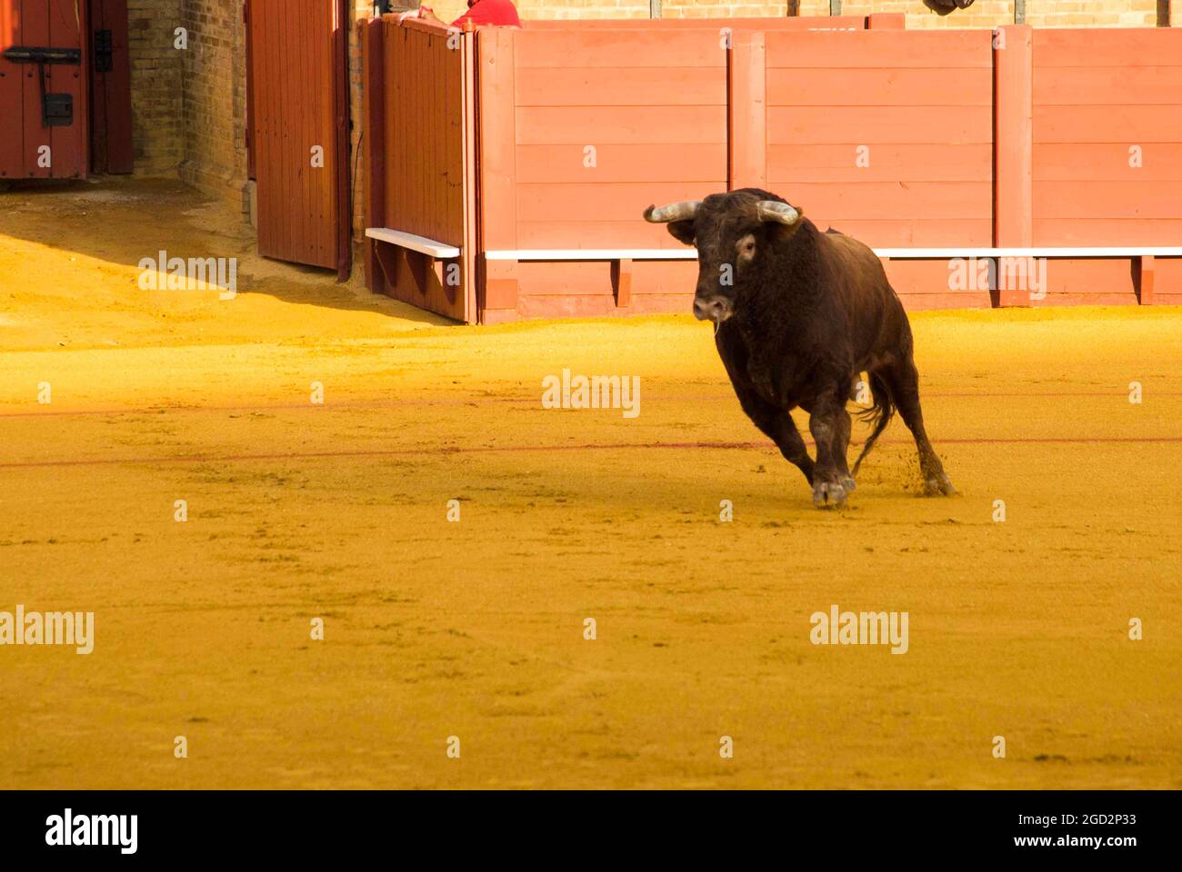 Corrida de toros bravos in Spagna, corrida, produzione del toro Foto Stock