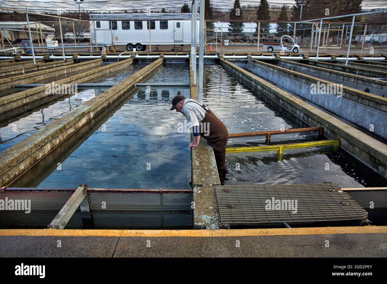 Un operaio di vivai controlla le piste del vivaio ittico Coleman National Fish Hatchery, dove circa 200,000 salmoni Chinook a gestione invernale sono stati ospitati prima del loro rilascio programmato in Battle Creek sull'alto fiume Sacramento nel marzo/aprile 2018 Foto Stock