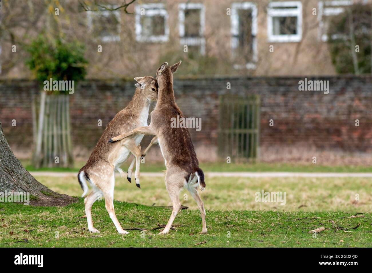 Daino Foto Stock