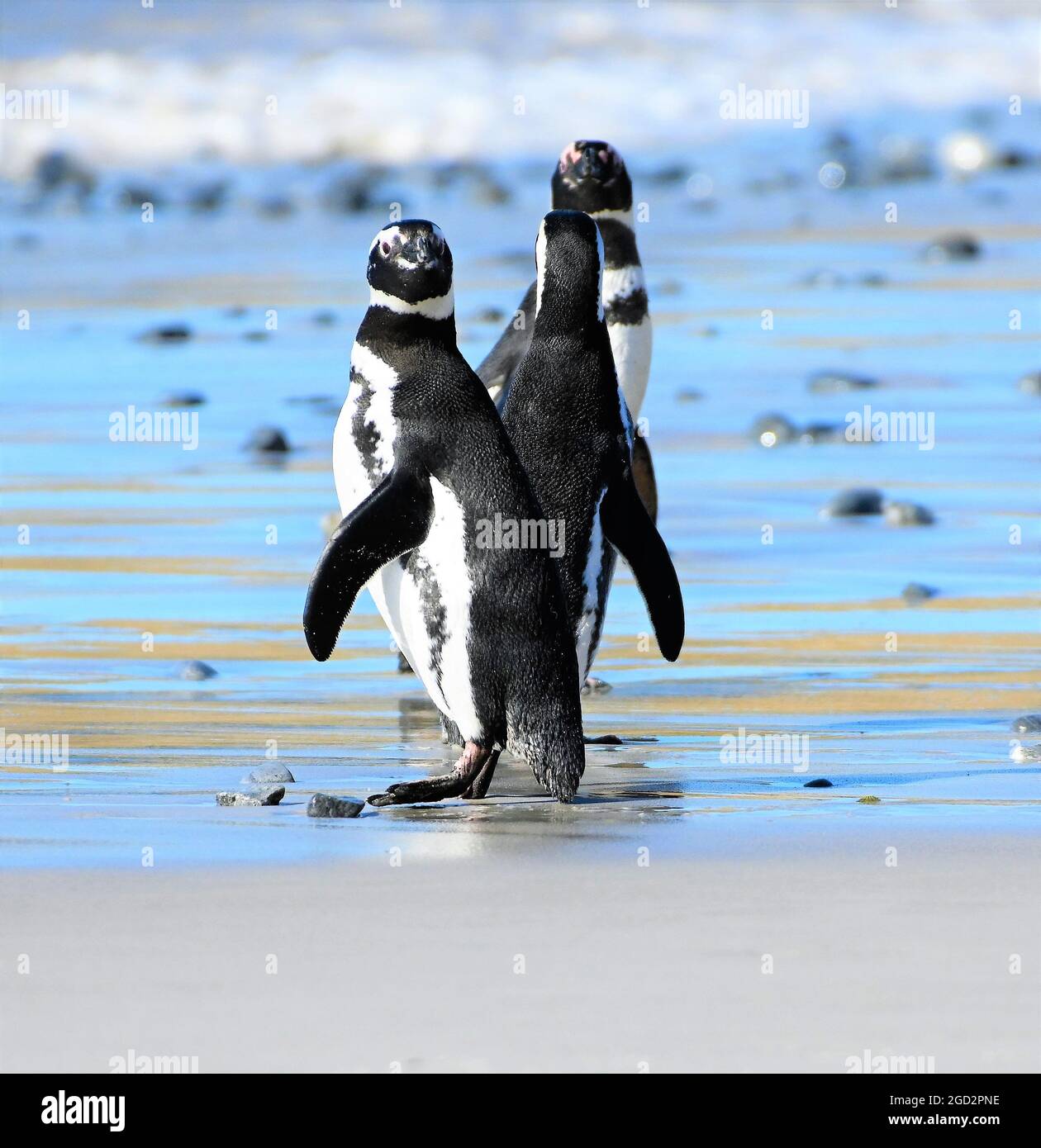 Magellanic penguin Foto Stock