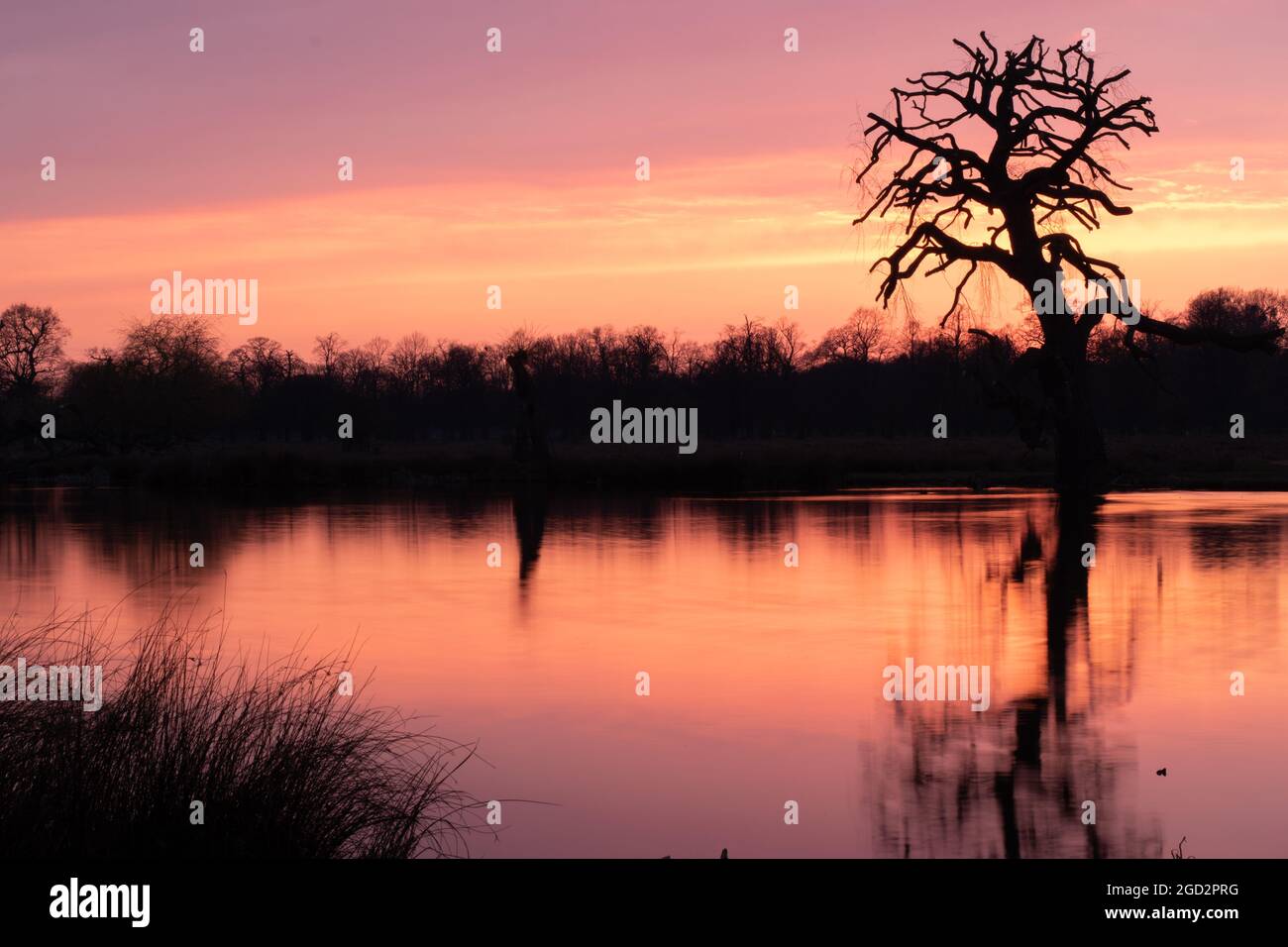 Bushy Park al tramonto a marzo Foto Stock