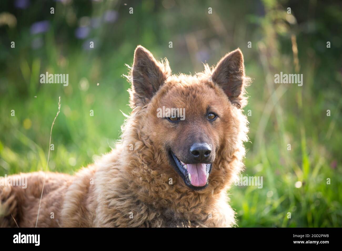 Westerwälder Kuhhund, Old German Sheepdog Foto Stock