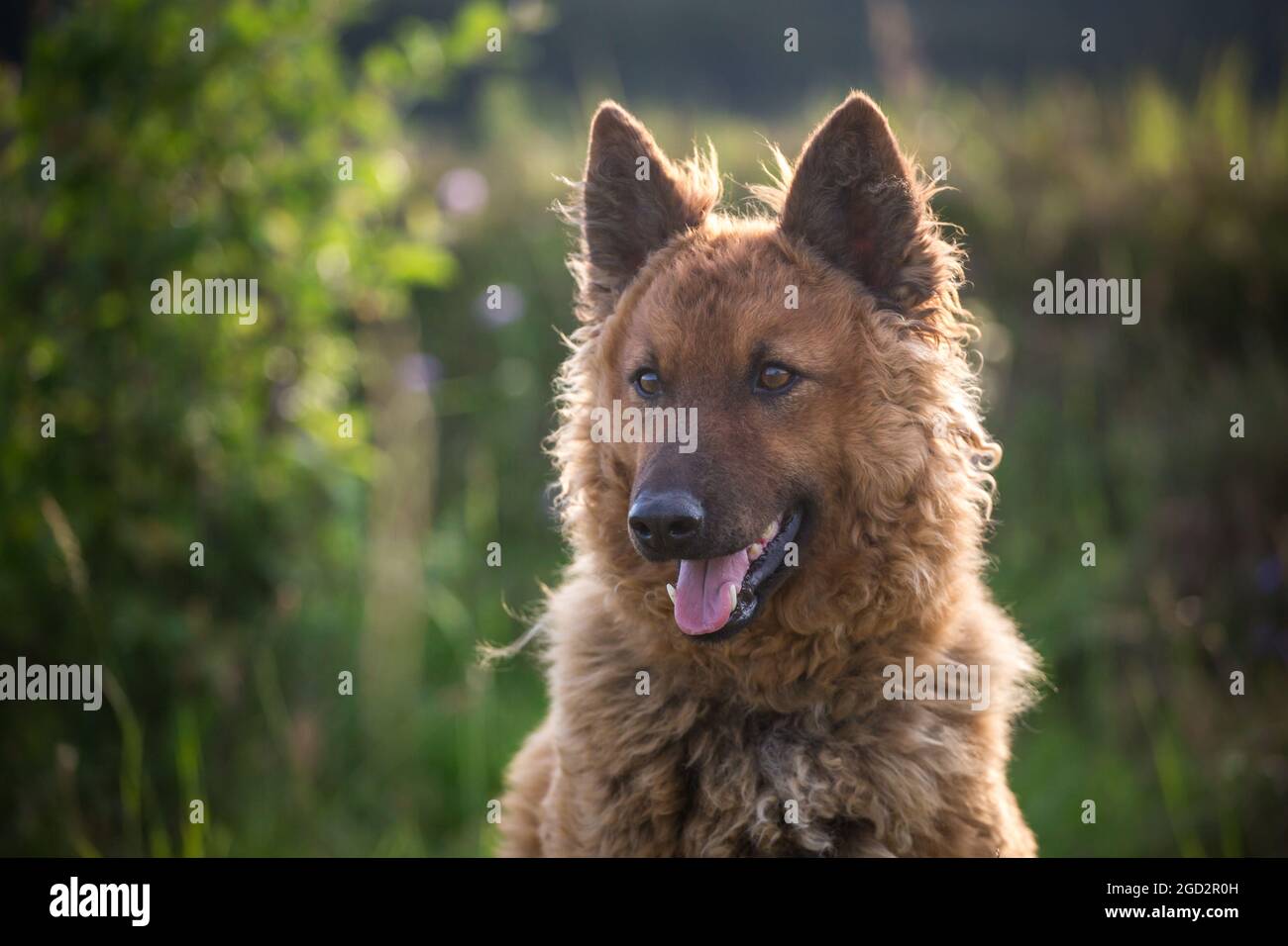 Westerwälder Kuhhund, Old German Sheepdog Foto Stock