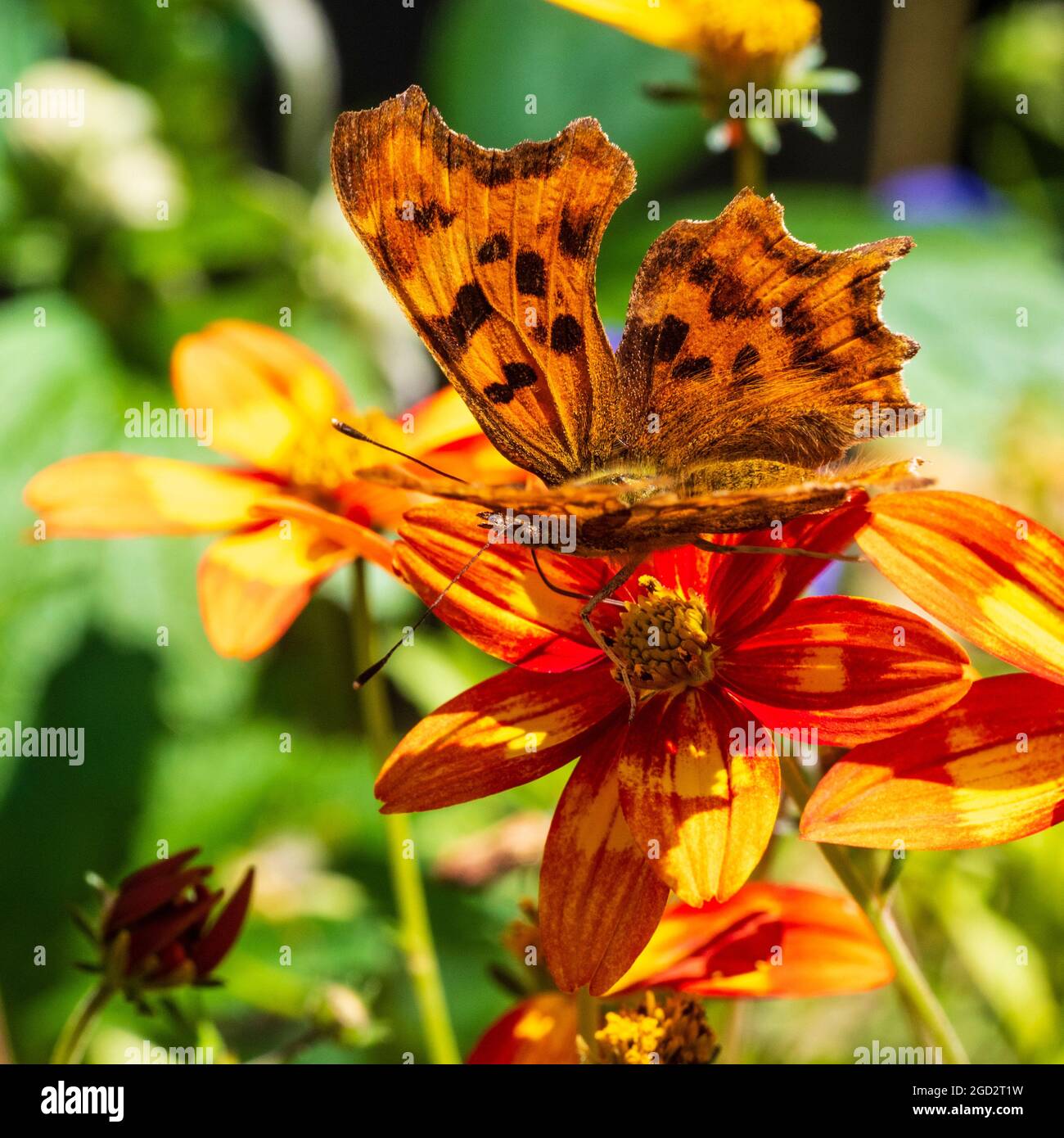 Virgola Butterfly, Polygonia c-album, nutrendo i fiori di metà estate della tenera pianta contenitore, Bidens 'caldo e piccante' Foto Stock