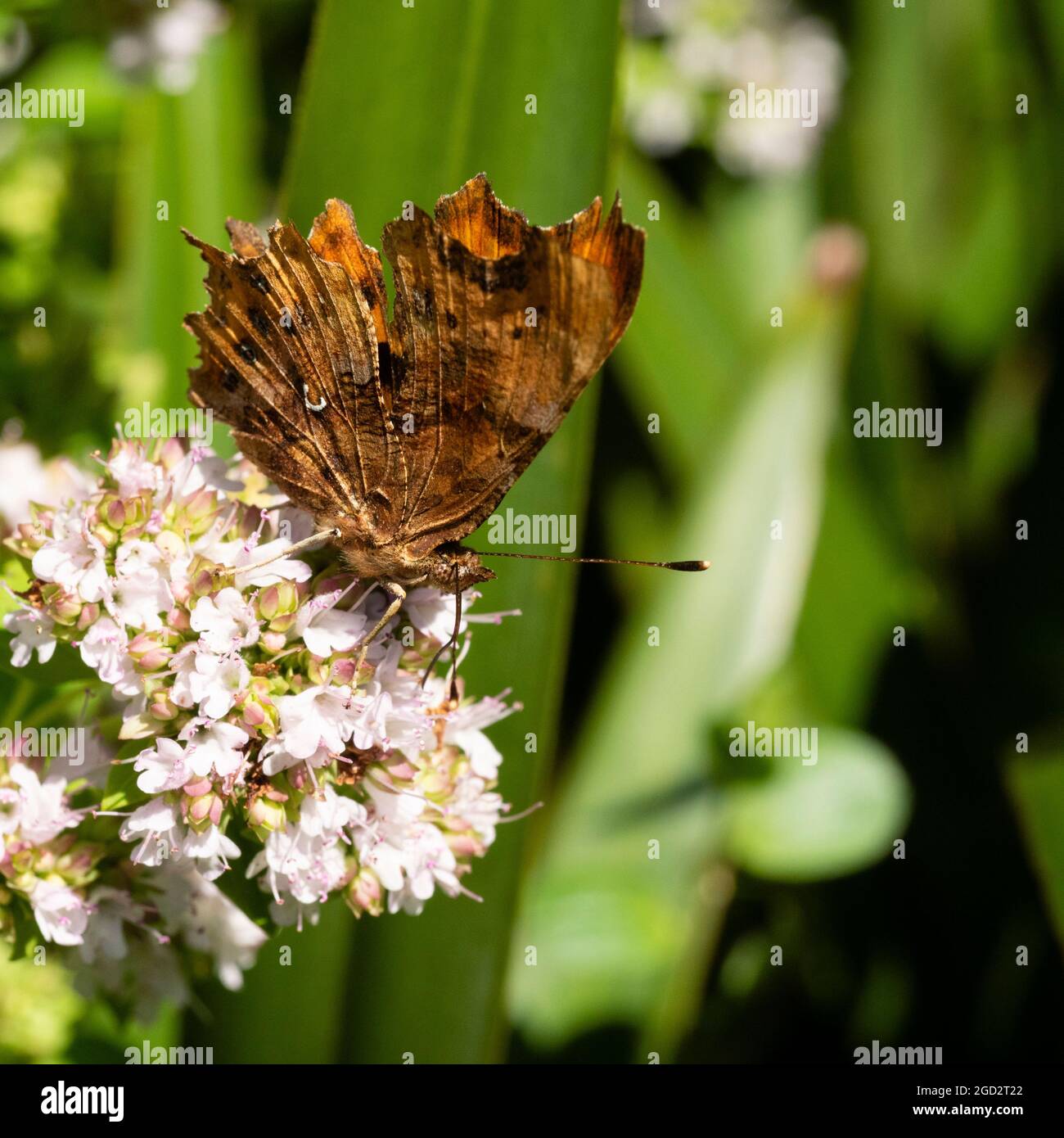 Virgola Butterfly, Polygonia c-album, nutrendo i fiori estivi dell'erba perenne, Origanum vulgare 'Aurea', marjoram d'oro Foto Stock