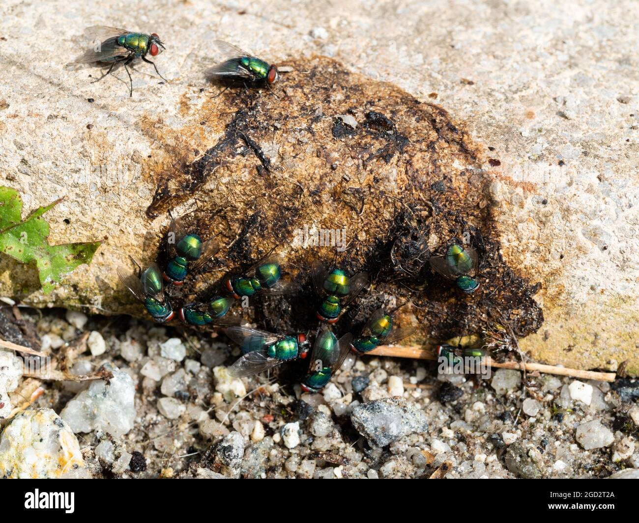 Sciame di mosche verdi comuni, Lucilia sericata, raggruppata su feci canine per l'alimentazione e la posa delle uova Foto Stock