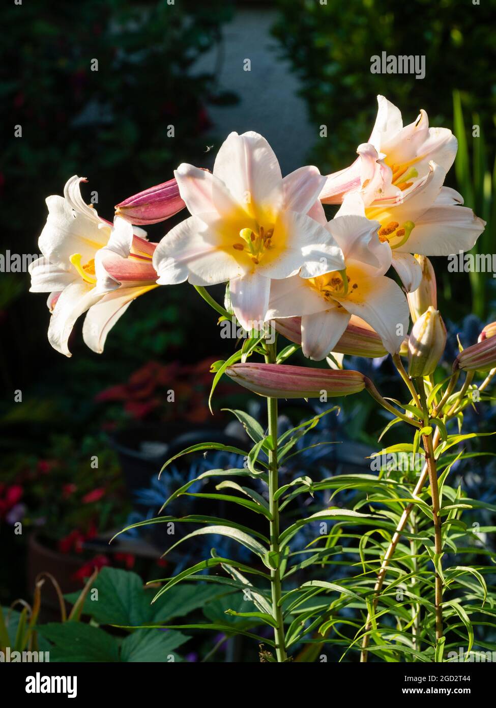 Fiori tromba bianchi, gialli e rosa del giglio regale in fiore d'estate, Lilium regale macchiato al sole della sera Foto Stock