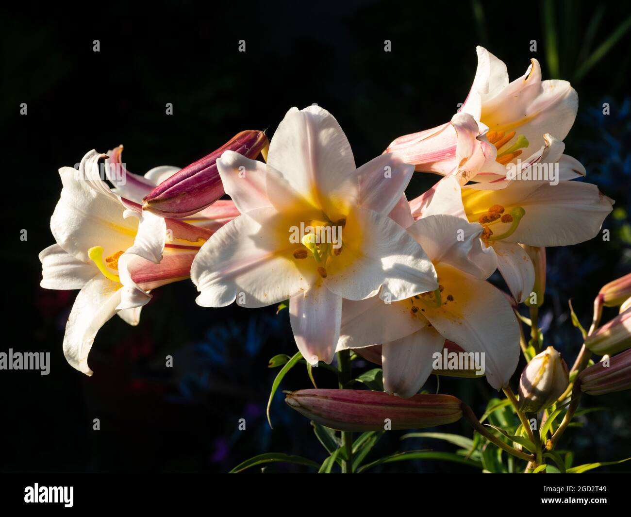 Fiori tromba bianchi, gialli e rosa del giglio regale in fiore d'estate, Lilium regale macchiato al sole della sera Foto Stock