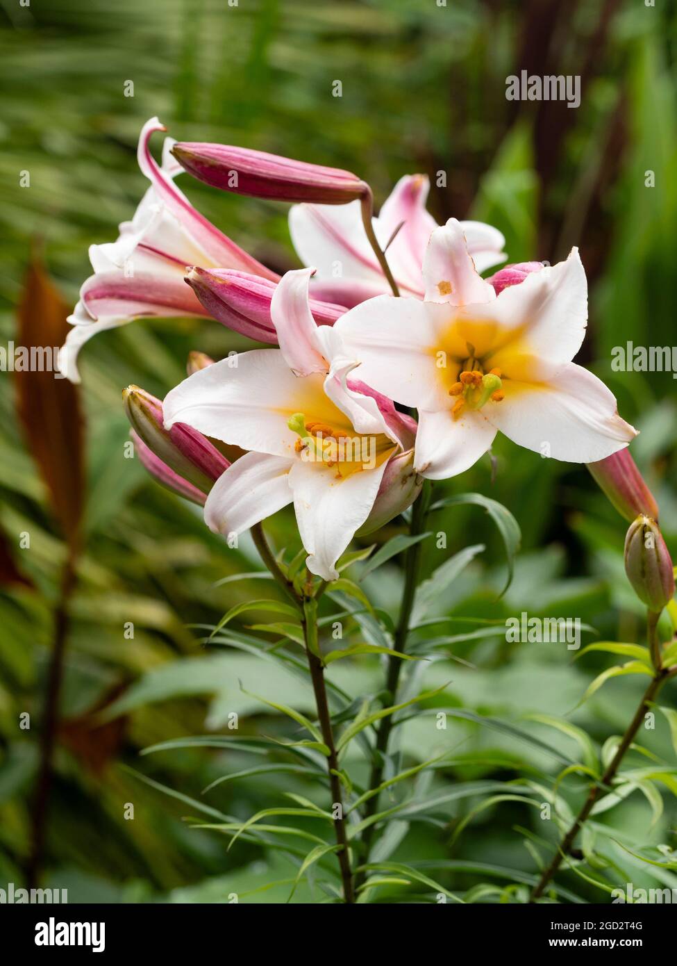 Fiori tromba bianchi, gialli e rosa del giglio regale in fiore d'estate, Lilium regale Foto Stock