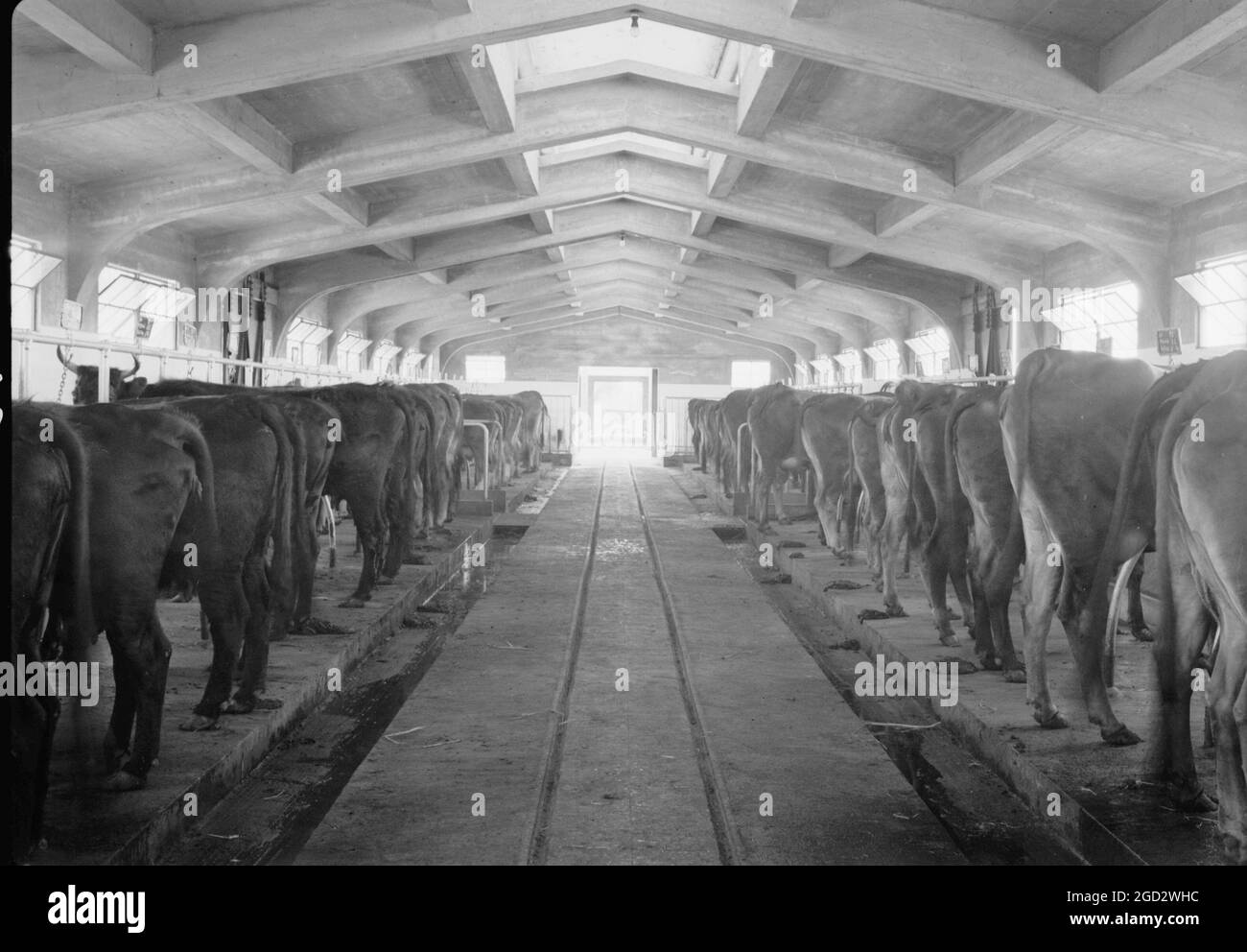 Government Stud Farm in Acre Israele, la stalla di mucca all'interno ca ca. 1940 Foto Stock